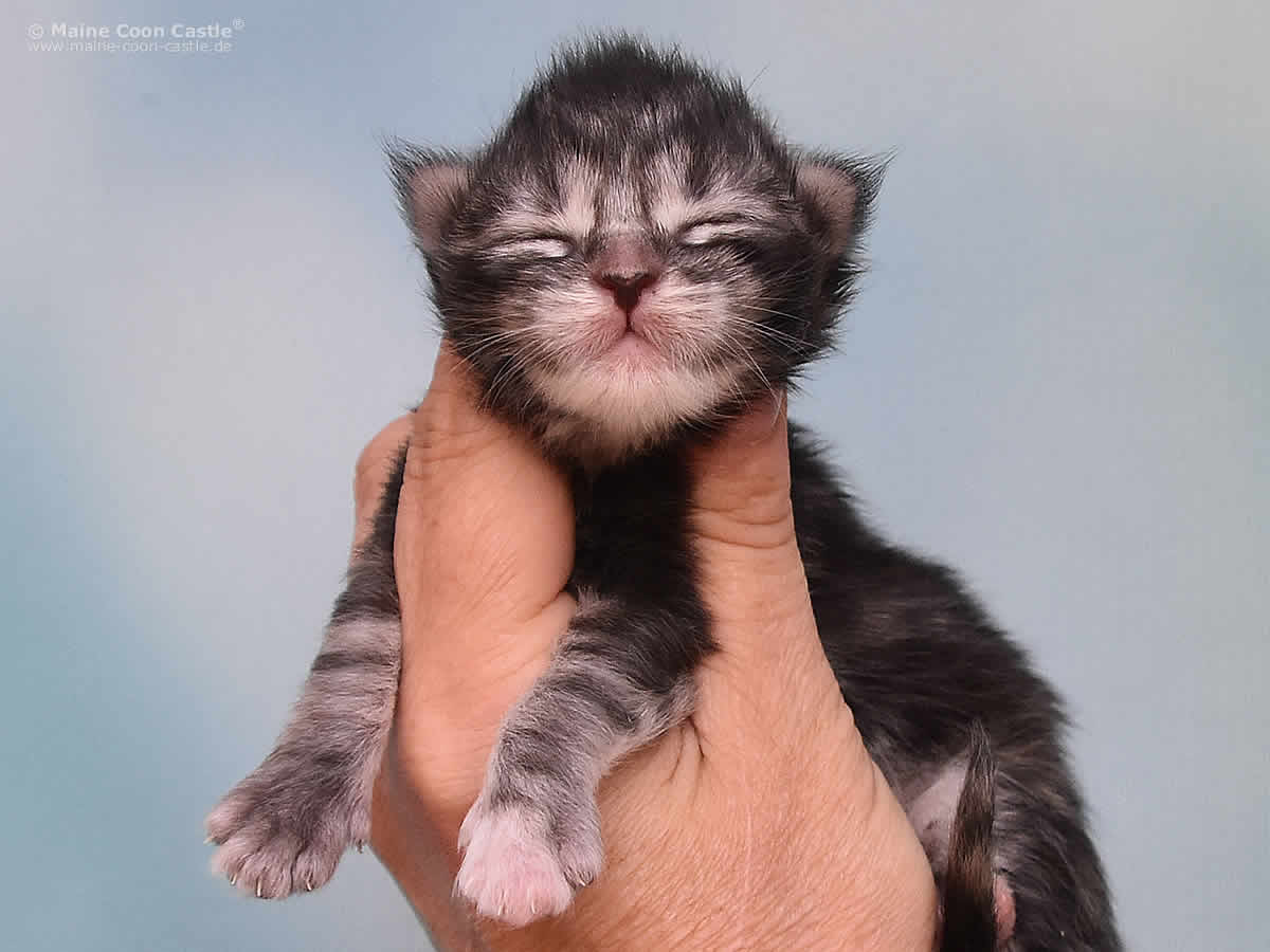 Kyra 1 Woche alt, 206g Kyra 1 Woche