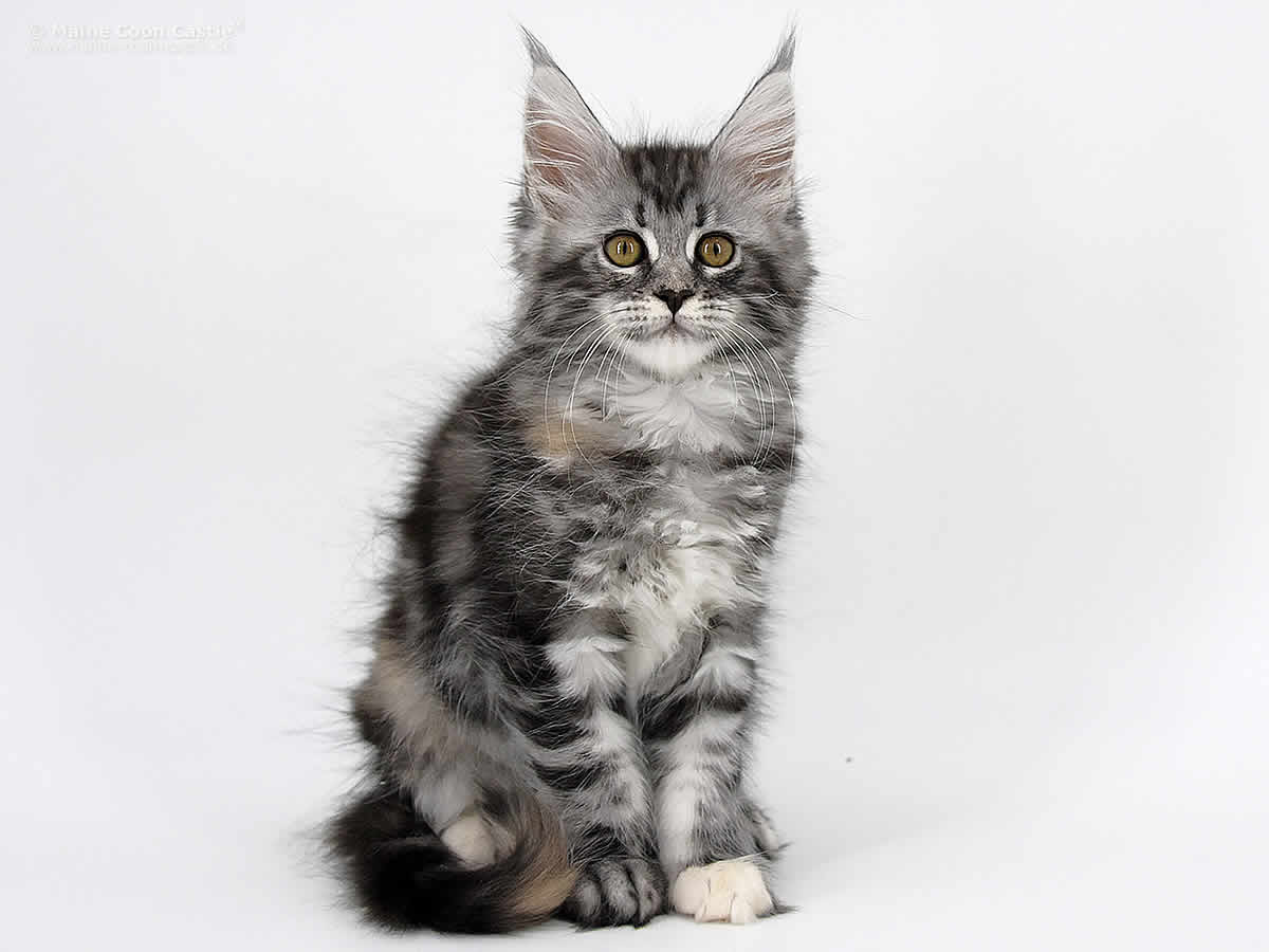 Kyra 10 Wochen alt, 1440g Kyra 10 Wochen