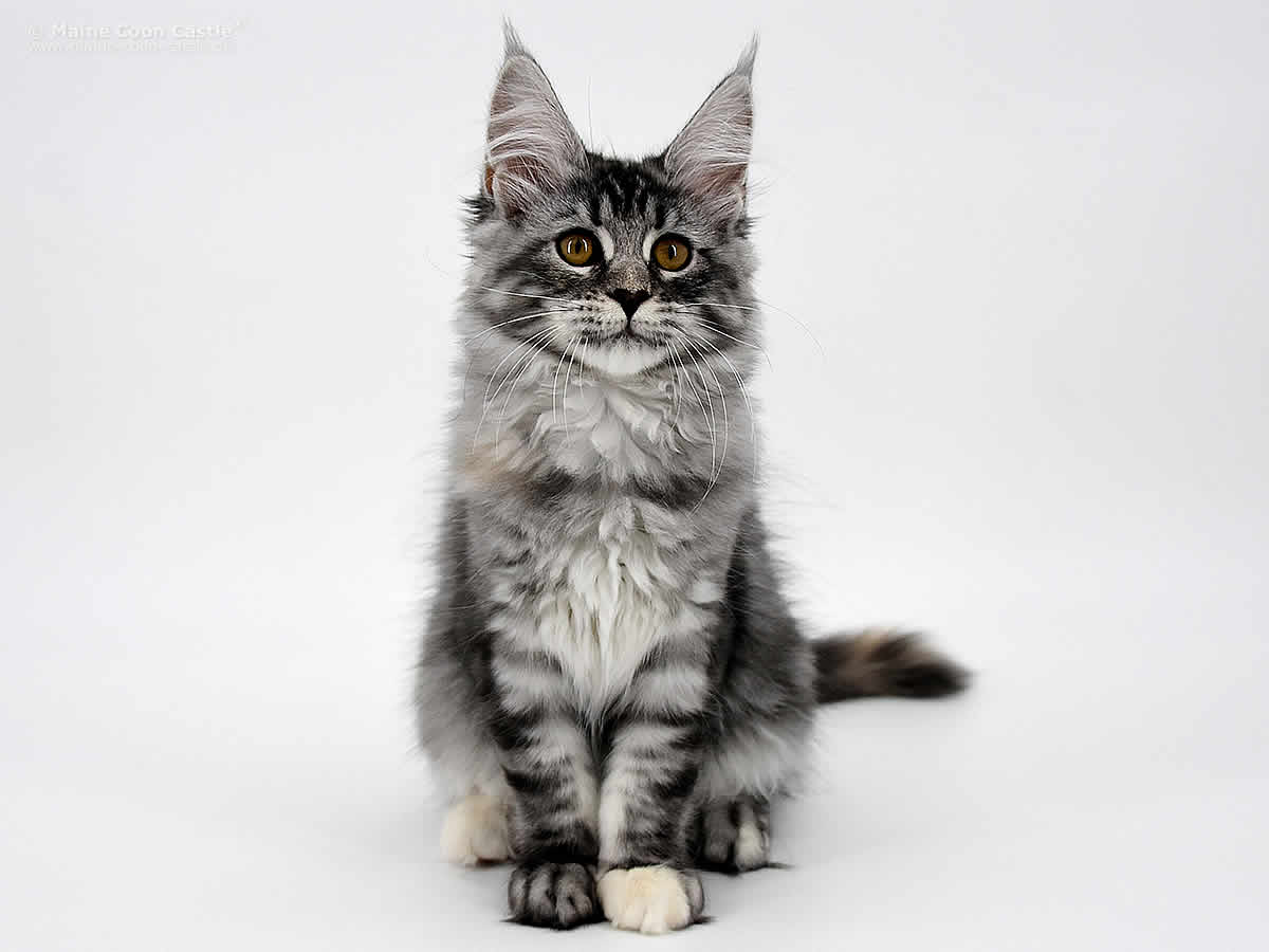 Kyra of Maine Coon Castle Kyra of Maine Coon Castle