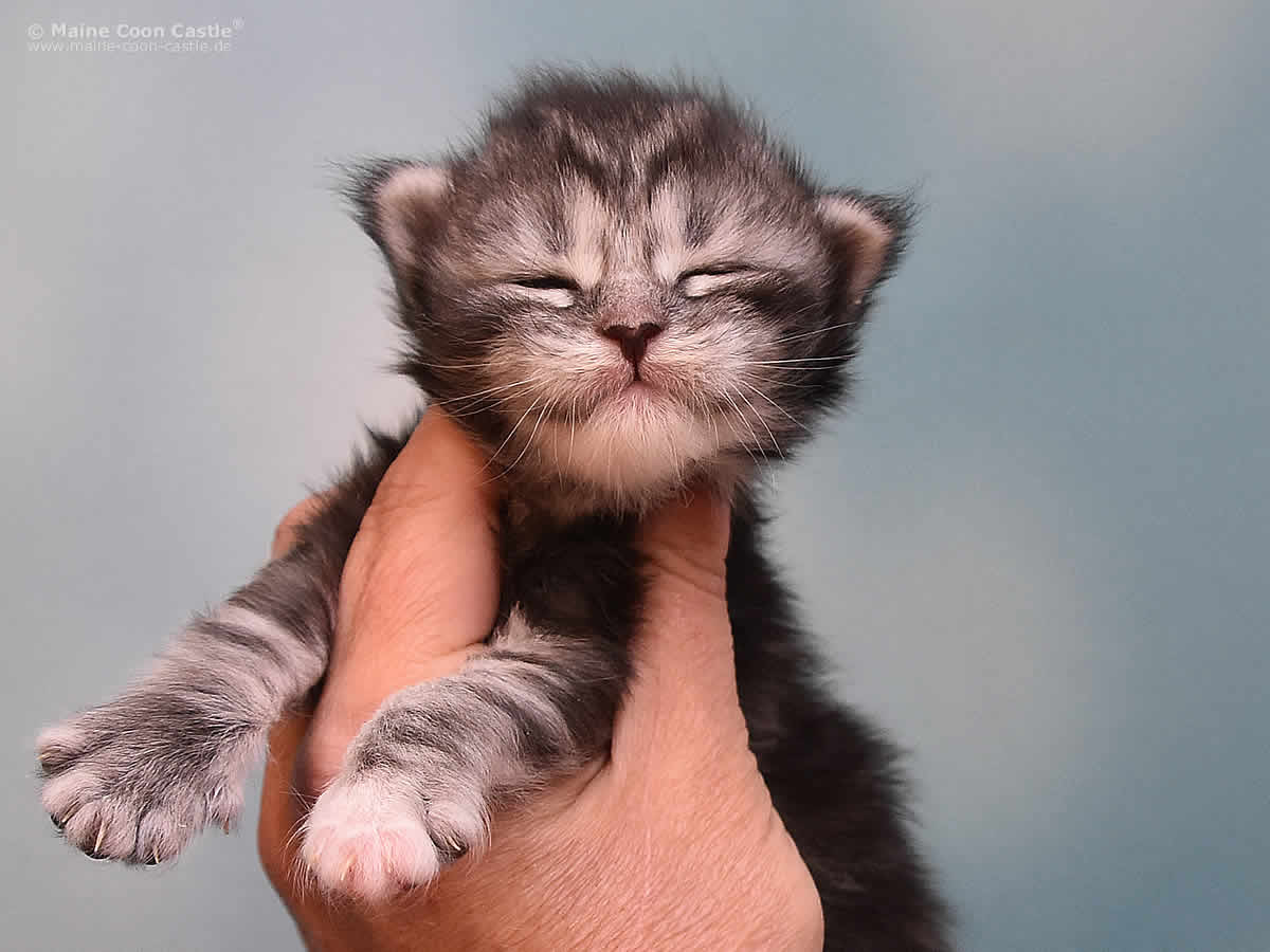 Kyra 2 Wochen alt, 321g Kyra 2 Wochen