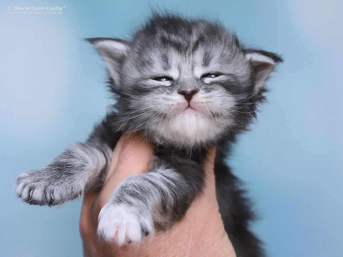 Kyra 3 Wochen alt, 417g Kyra 3 Wochen