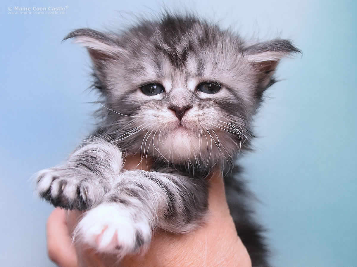 Kyra 4 Wochen alt, 510g Kyra 4 Wochen