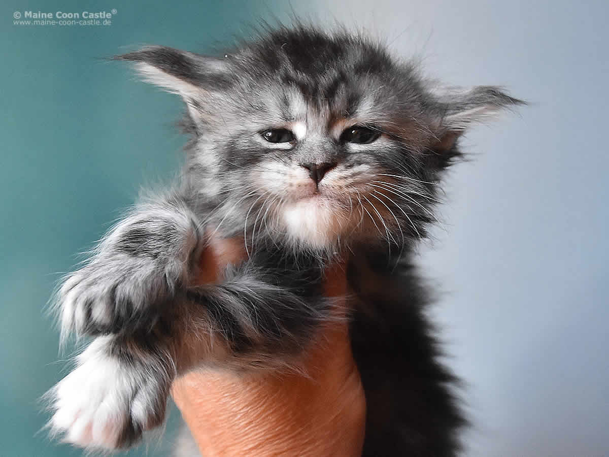 Kyra 5 Wochen alt, 681g Kyra 5 Wochen