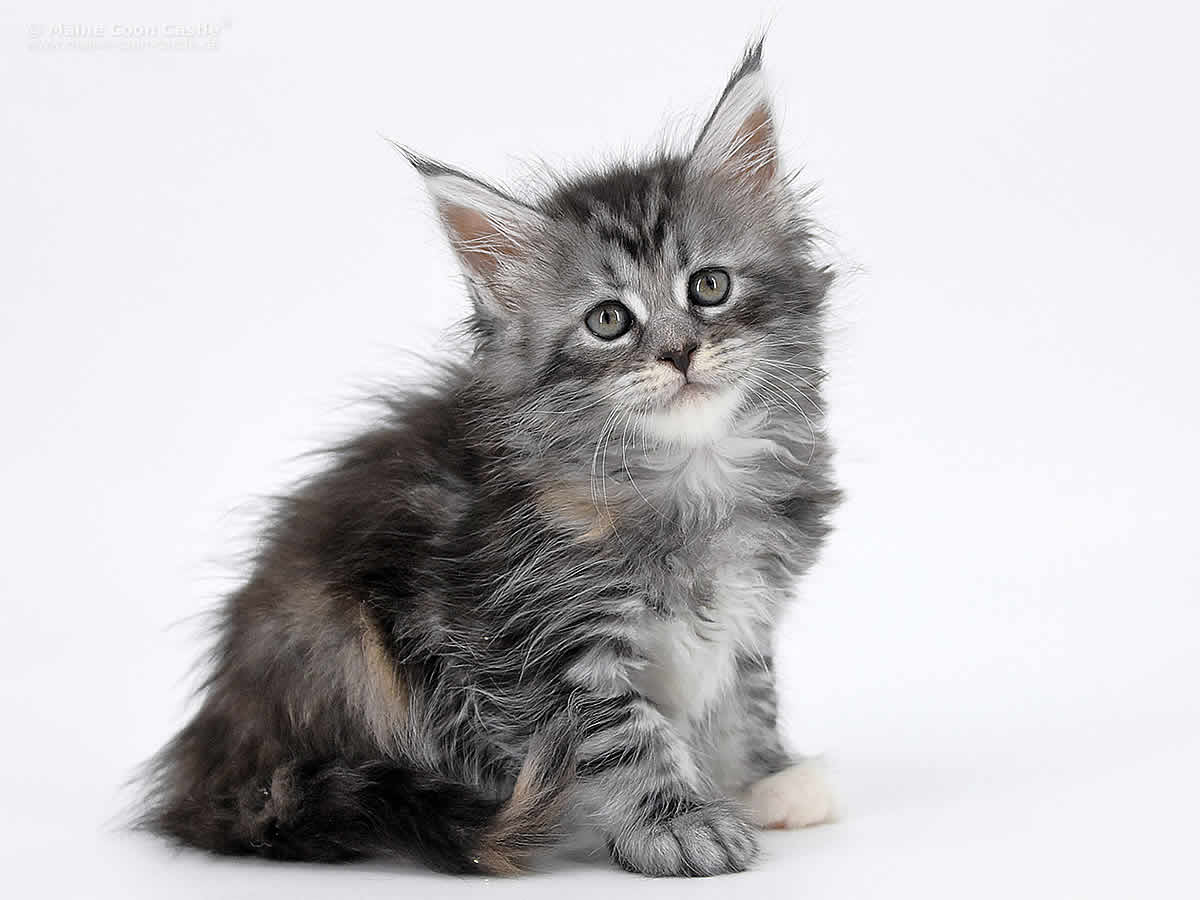 Kyra 6 Wochen alt, 846g Kyra 6 Wochen