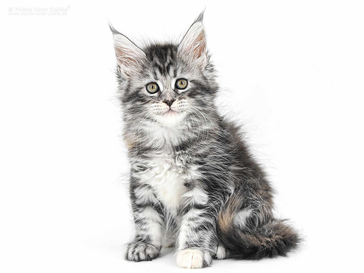 Kyra 7 Wochen alt, 992g Kyra 7 Wochen