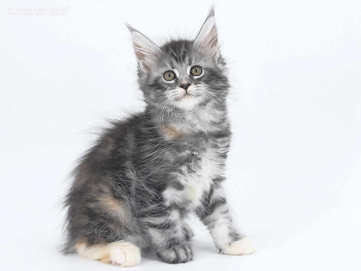 Kyra 8 Wochen alt, 1122g Kyra 8 Wochen