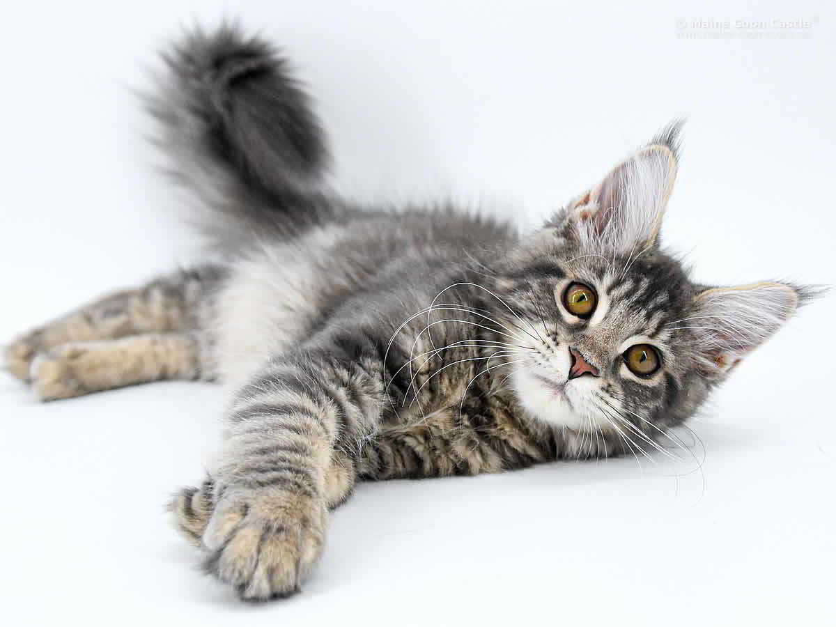 Layci of Maine Coon Castle Layci of Maine Coon Castle