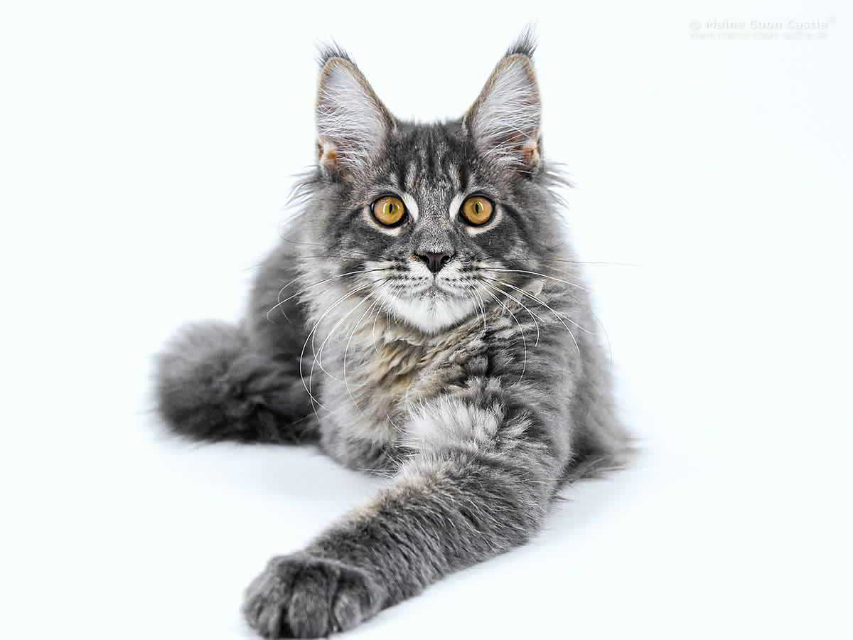 Leo of Maine Coon Castle Leo of Maine Coon Castle