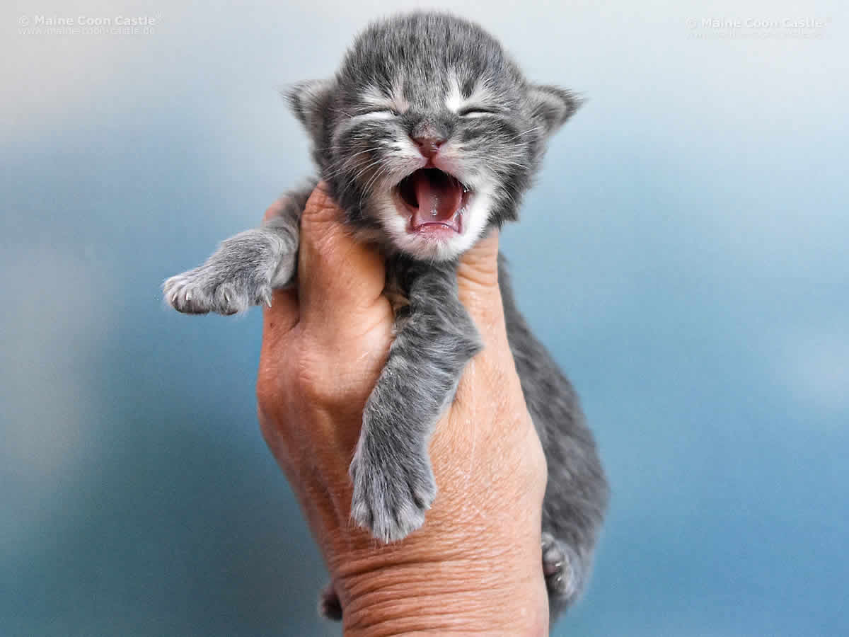 Lexy 1 Woche, 248g Lexy 1 Woche