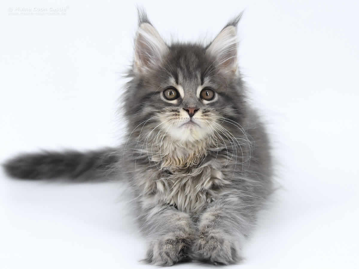 Lexy 10 Wochen, 1183g Lexy 10 Wochen