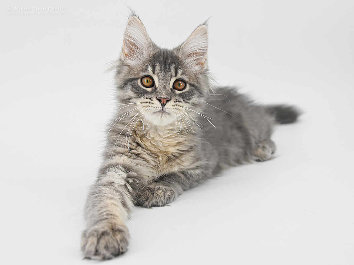 Lexy 16 Wochen, 2205g Maine Coon Katze Lexy 16 Wochen Maine Coon Baby
