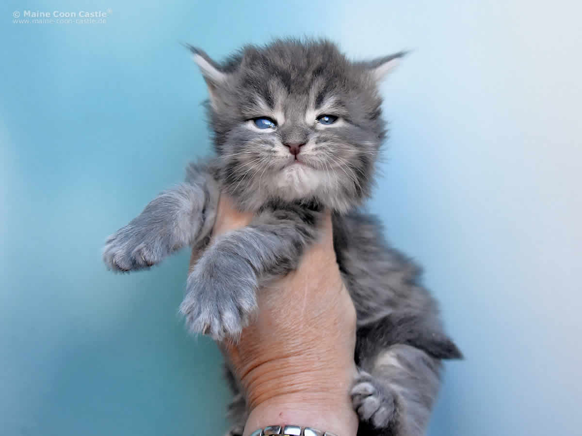 Lexy 3 Wochen, 463g Lexy 3 Wochen