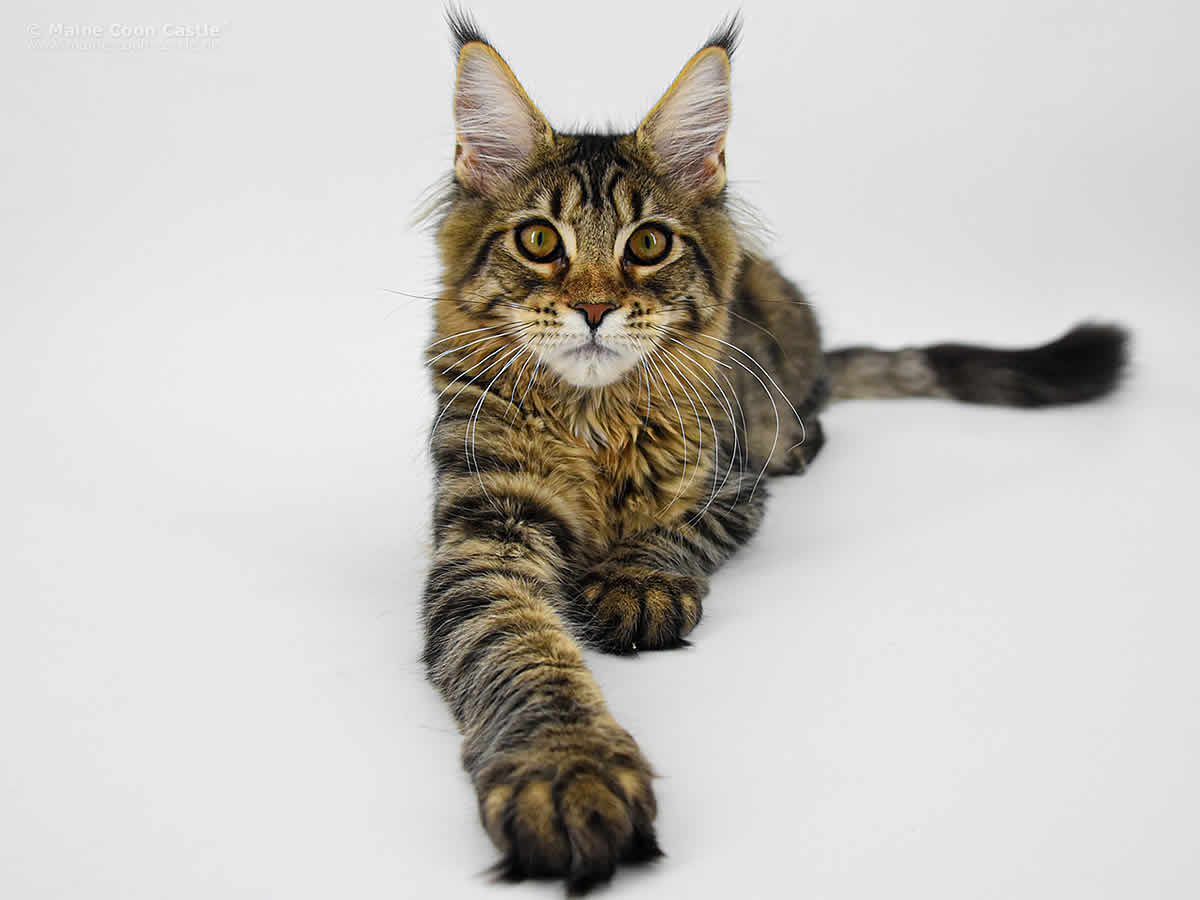 Lilly of Maine Coon Castle Lilly of Maine Coon Castle