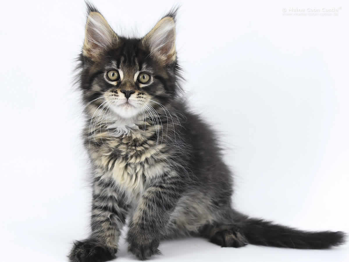 Lisa 10 Wochen, 1631g Lisa 10 Wochen