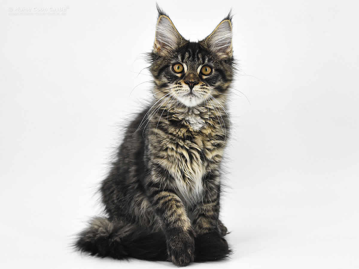 Lisa 16 Wochen, 2740g XXL Maine Coon Katze Lisa 16 Wochen Maine Coon Kitten