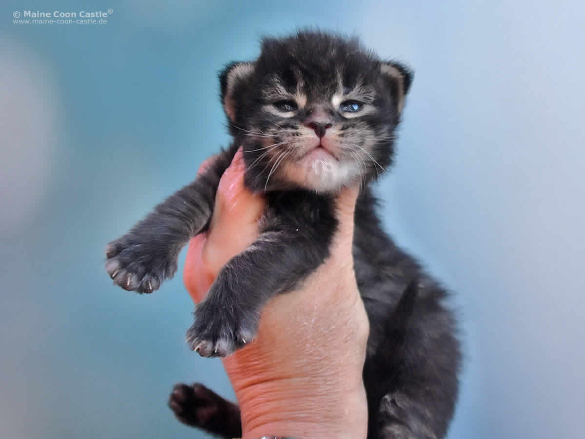 Lisa 2 Wochen, 389g Lisa 2 Wochen