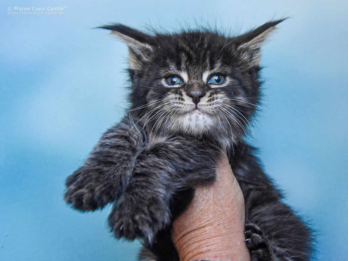 Lisa 5 Wochen, 768g Lisa 5 Wochen