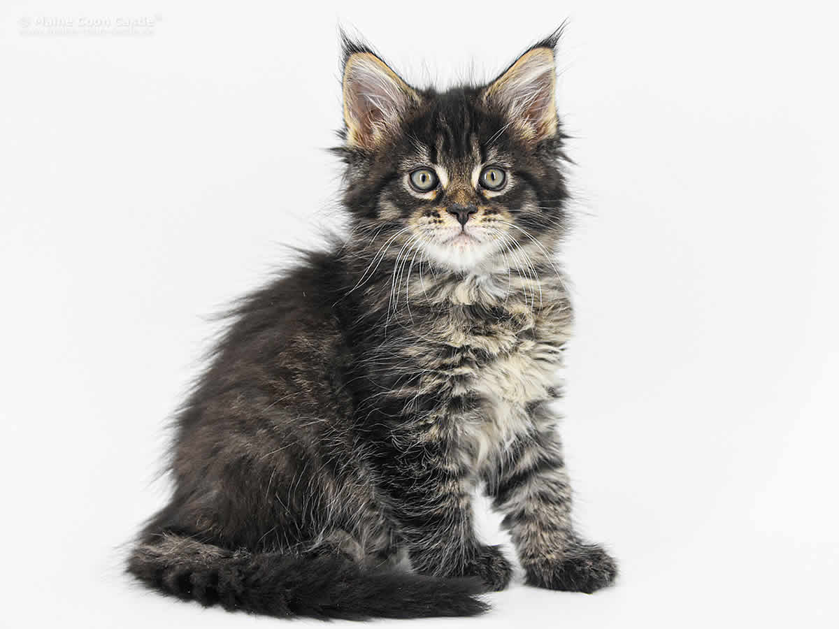 Lisa 7 Wochen, 1066g Lisa 7 Wochen