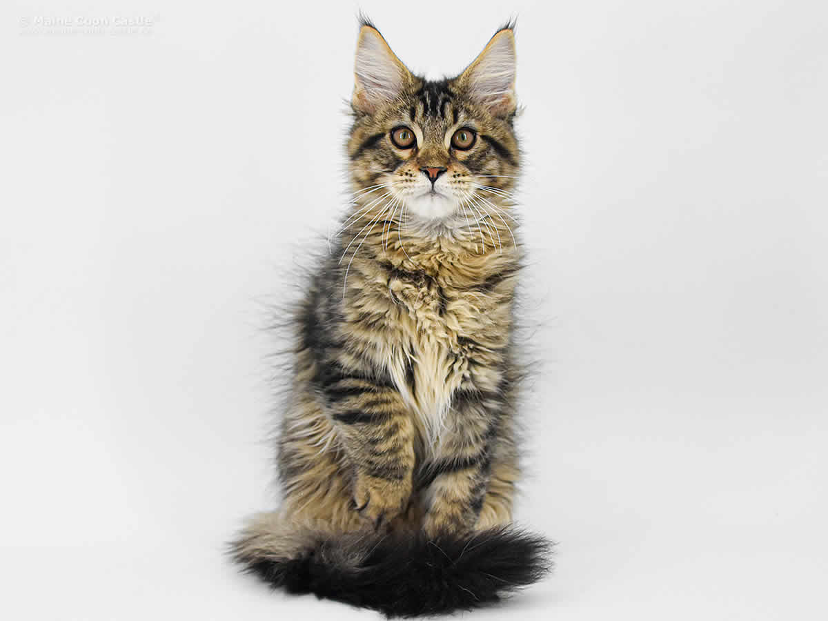 Loki of Maine Coon Castle Loki of Maine Coon Castle