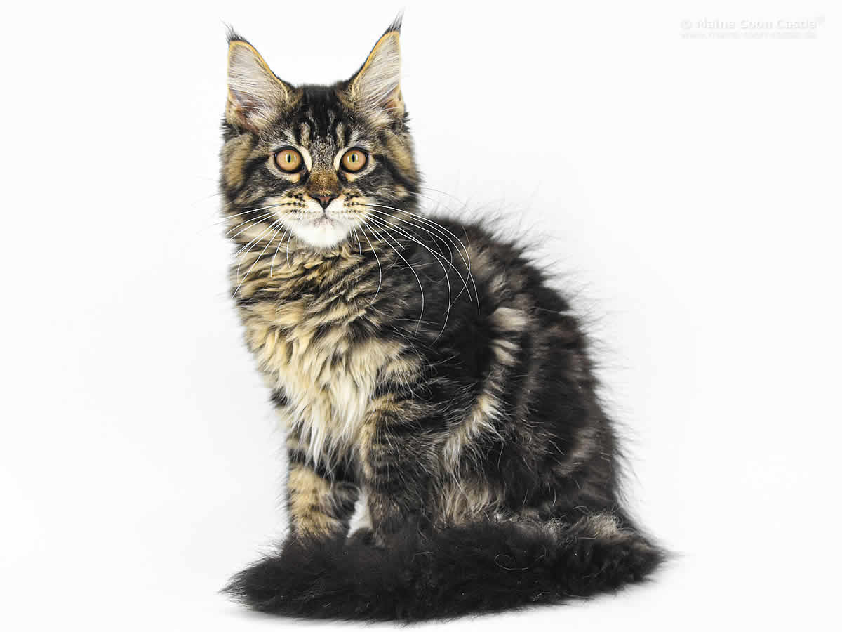 Luzi of Maine Coon Castle Luzi of Maine Coon Castle