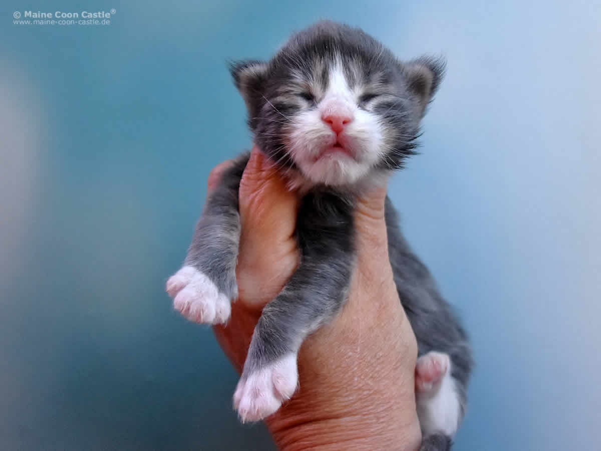 Max 1 Woche, 326g Max 1 Woche