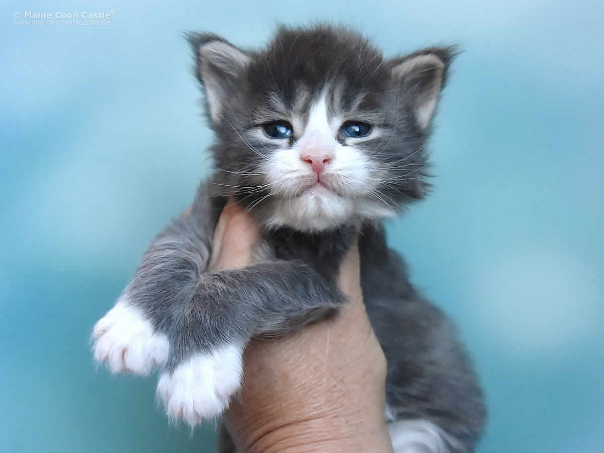 Max 3 Wochen, 562g Max 3 Wochen