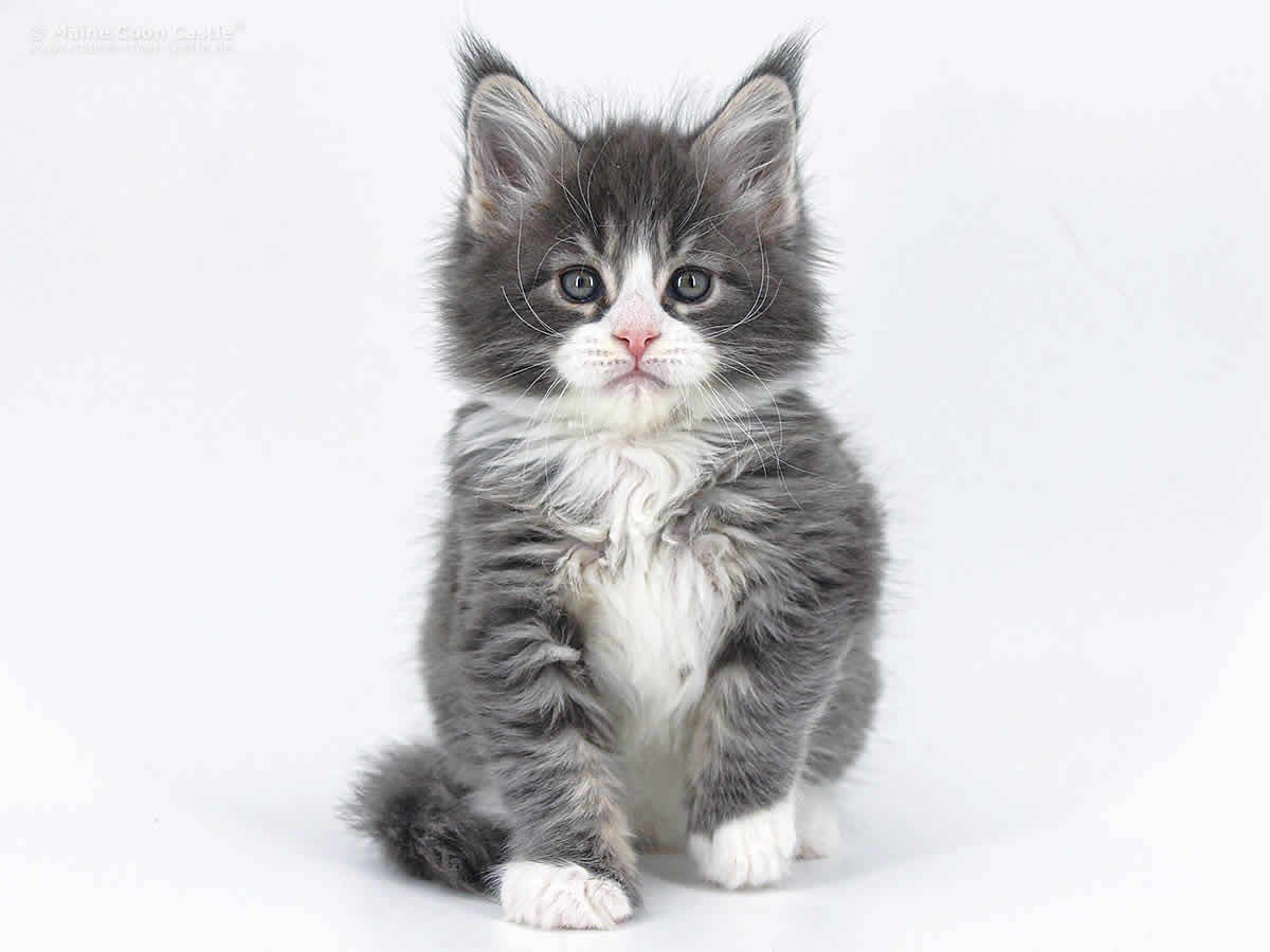 Max 6 Wochen, 1000g Max 6 Wochen