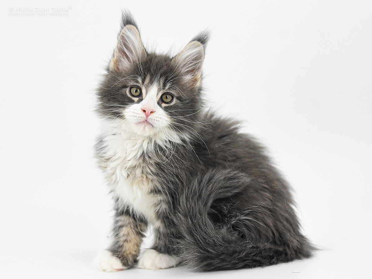 Max 9 Wochen, 1361g Max 9 Wochen