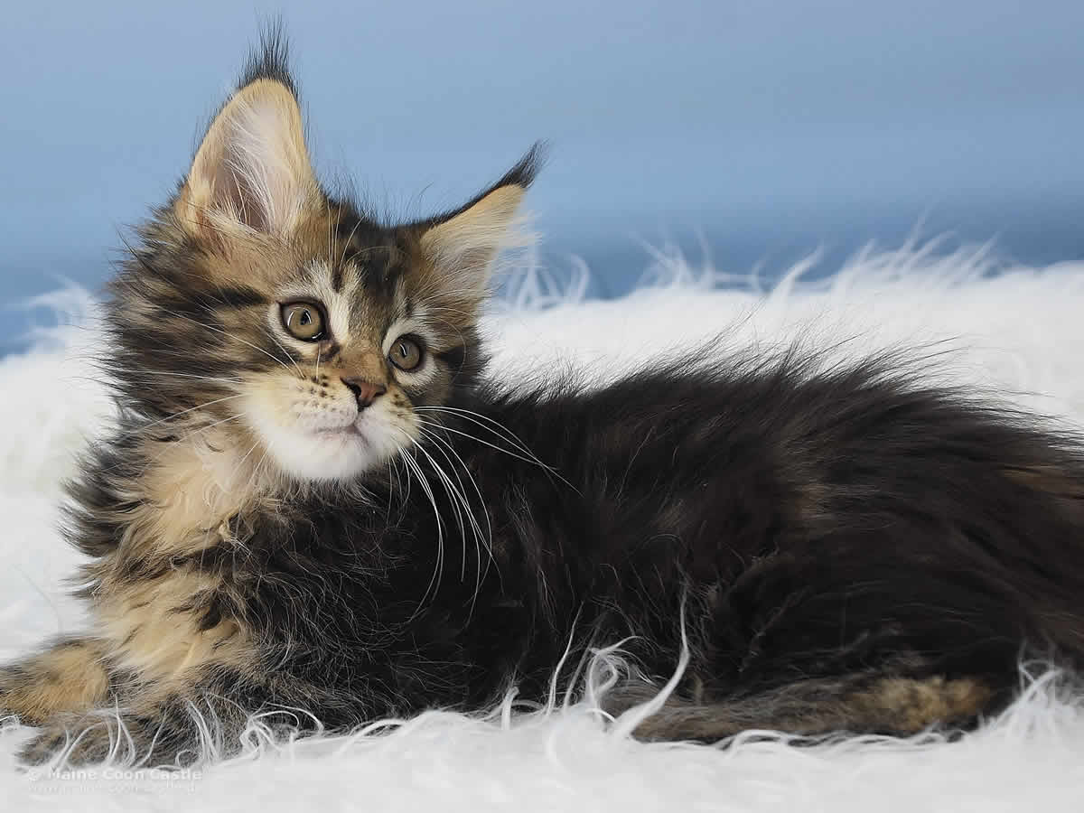 Nick 10 Wochen alt, 1685g Maine Coon Kitten Nick 10 Wochen alt