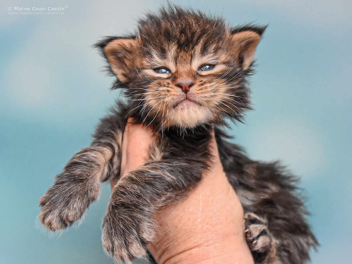 Nick 3 Wochen alt, 515g Maine Coon Kitten Nick 3 Wochen alt