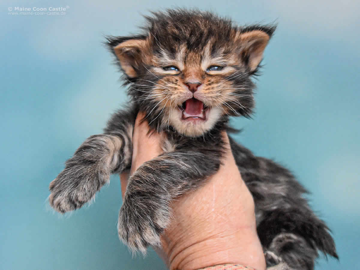 Nick 3 Wochen alt, 515g Maine Coon Kitten Nick 3 Wochen alt