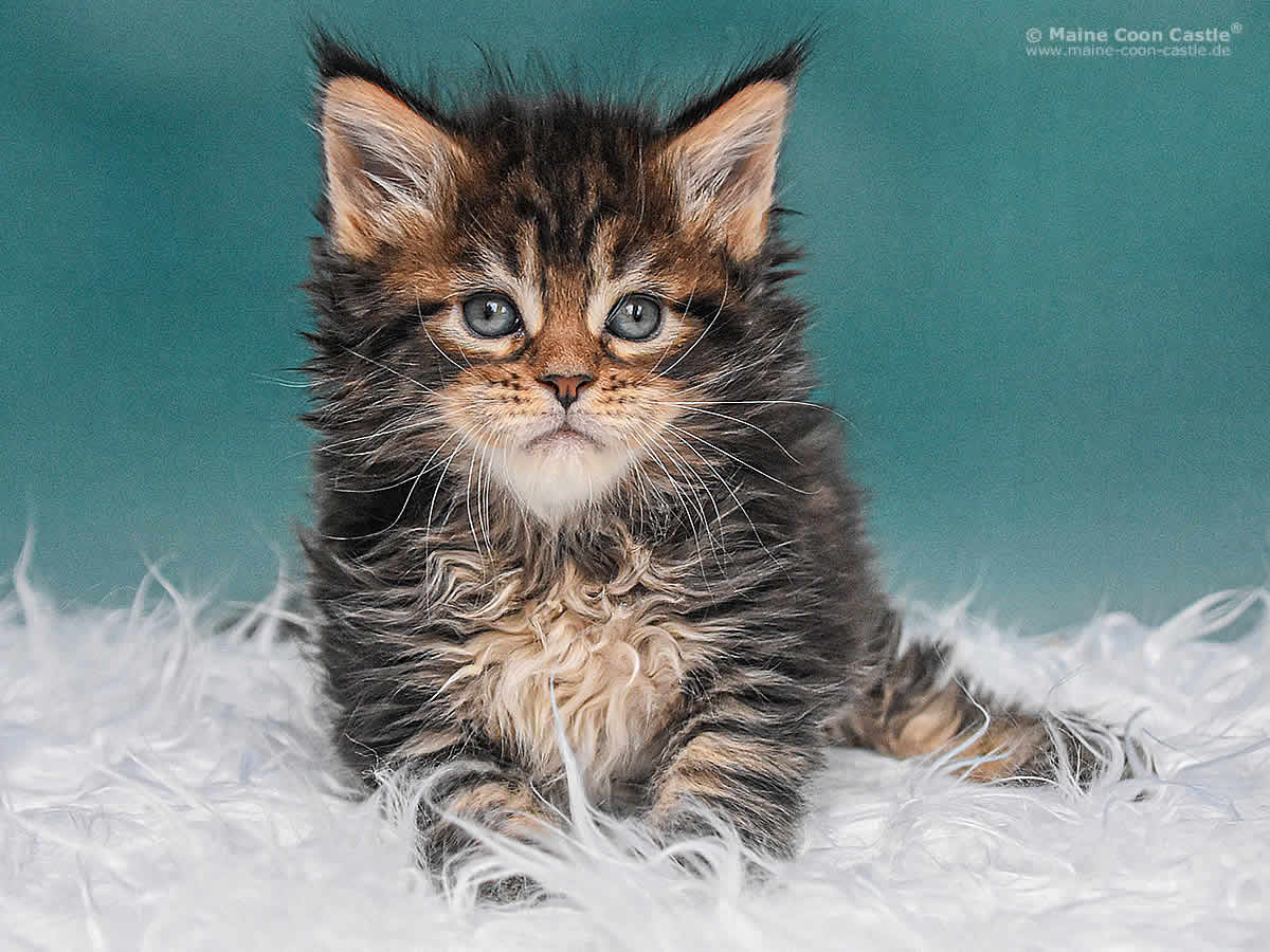 Nick 5 Wochen alt, 737g Maine Coon Kitten Nick 5 Wochen alt