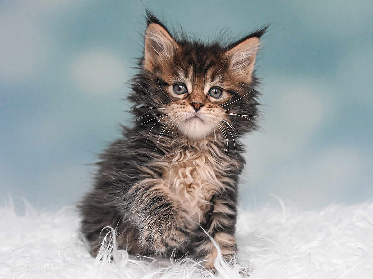 Nick 6 Wochen alt, 801g Maine Coon Kitten Nick 6 Wochen alt