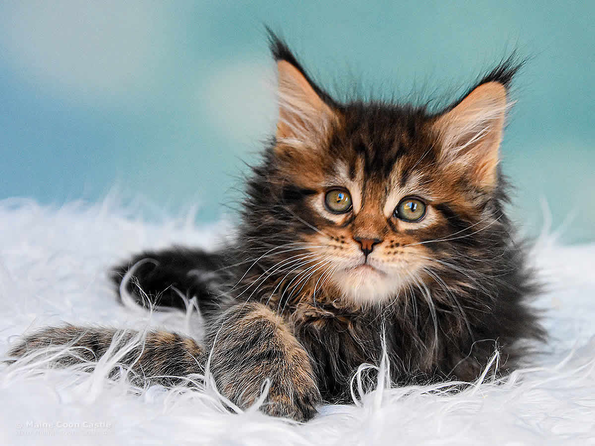 Nick 7 Wochen alt, 1064g Maine Coon Kitten Nick 7 Wochen alt