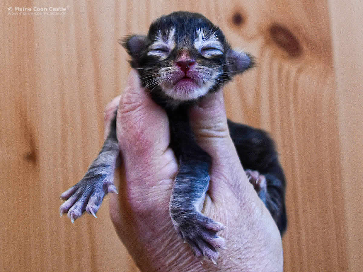 Nick of Maine Coon Castle 1 Tag alt Nick of Maine Coon Castle 1 Tag alt