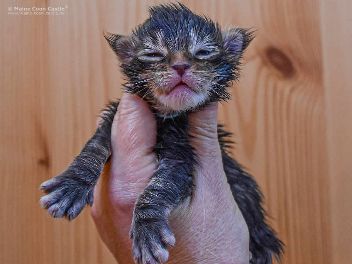 Nick 1 Woche alt, 250g Maine Coon kitten Nick of Maine Coon Castle 1 Woche alt