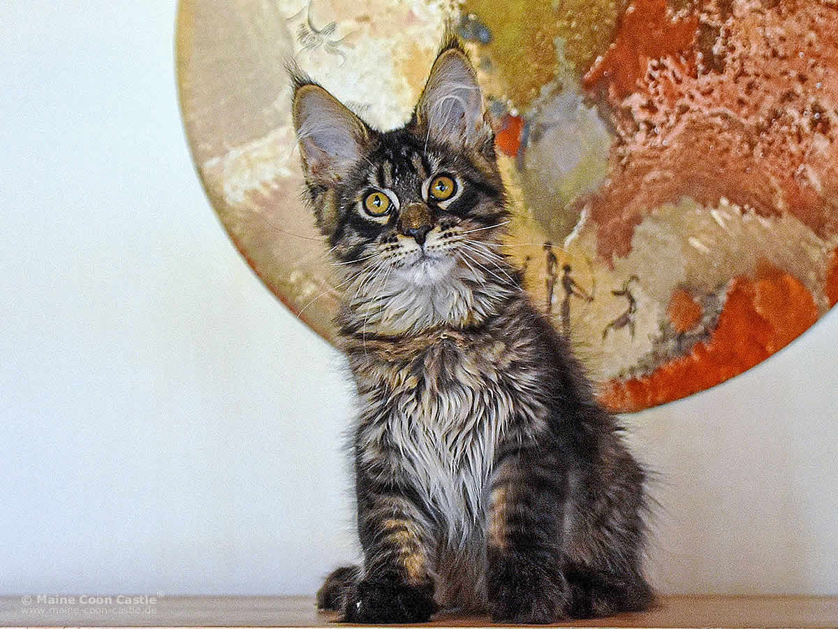 Nino of Maine Coon Castle Nino of Maine Coon Castle