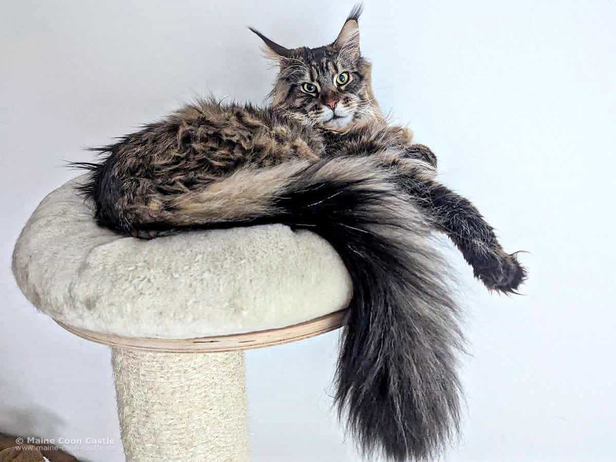 Noel of Maine Coon Castle Noel of Maine Coon Castle