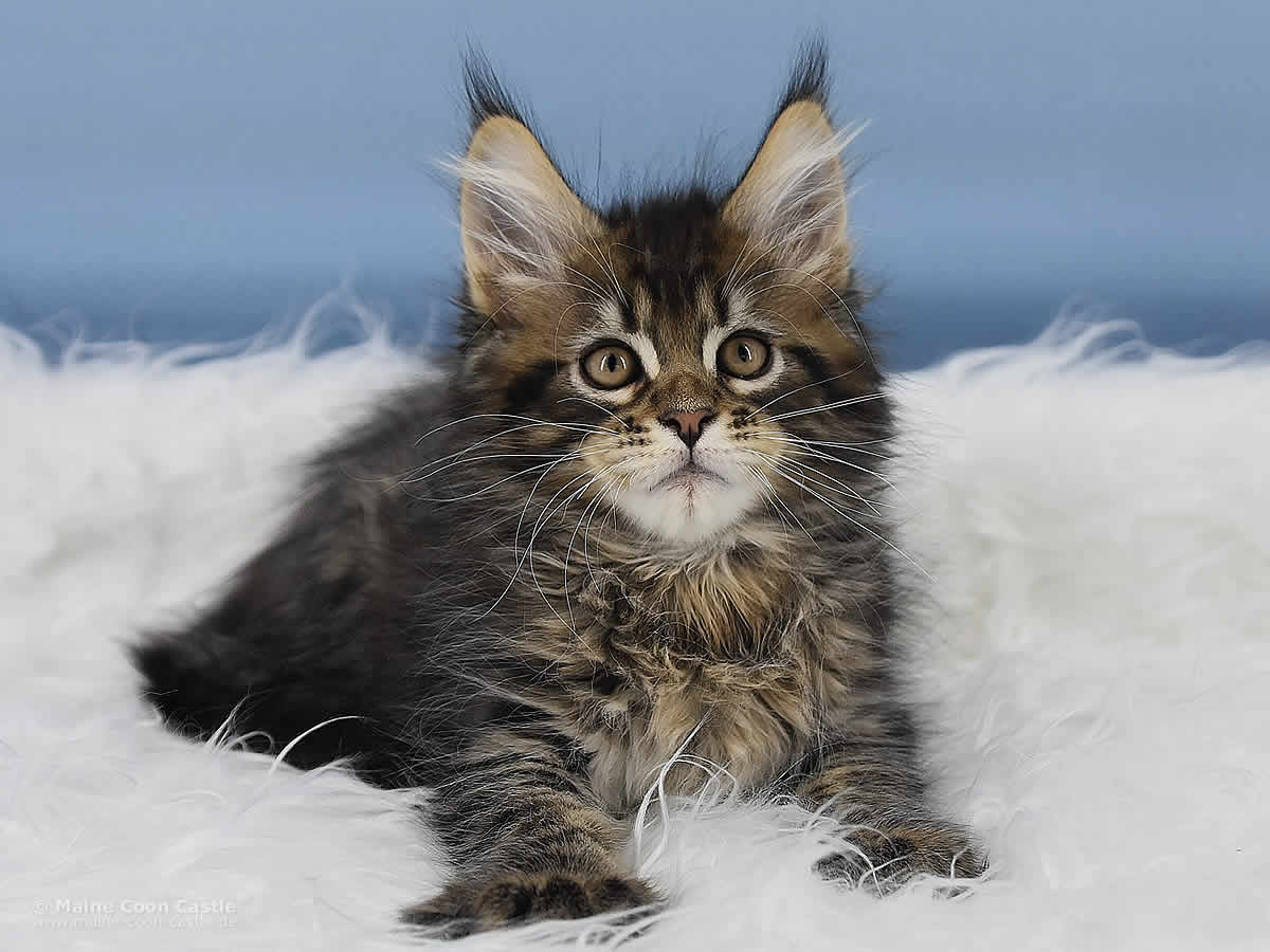 Noel 10 Wochen alt, 1620g Maine Coon Kitten Noel 10 Wochen alt