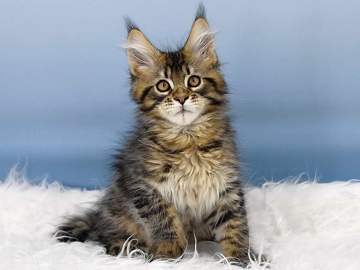 Noel 12 Wochen alt, 2230g Maine Coon Kitten Noel 12 Wochen alt
