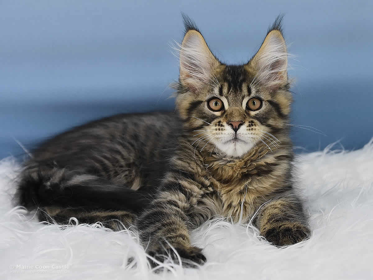Noel 14 Wochen alt, 2660g Maine Coon Kitten Noel 14 Wochen alt