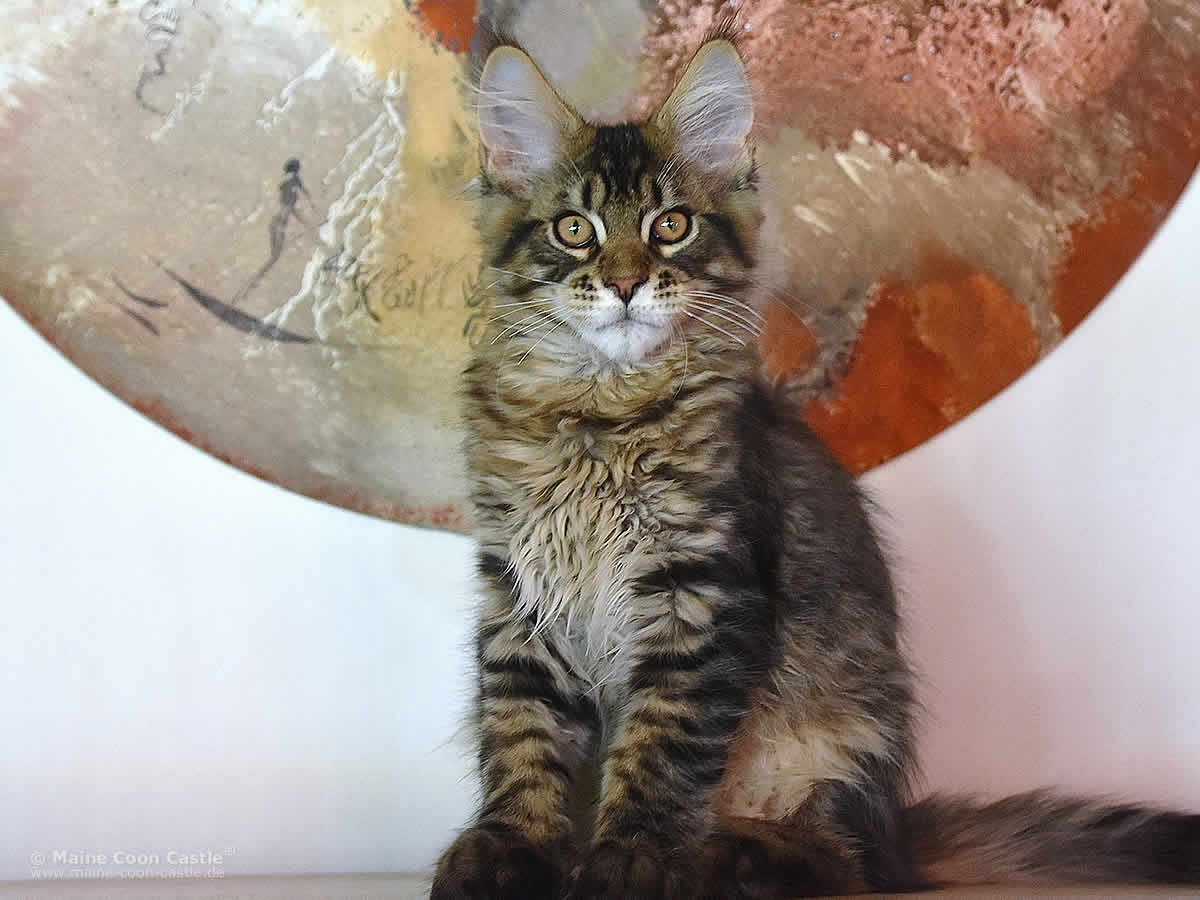 Noel 16 Wochen alt, 3205g Maine Coon Kitten Noel Noel 16 Wochen alt