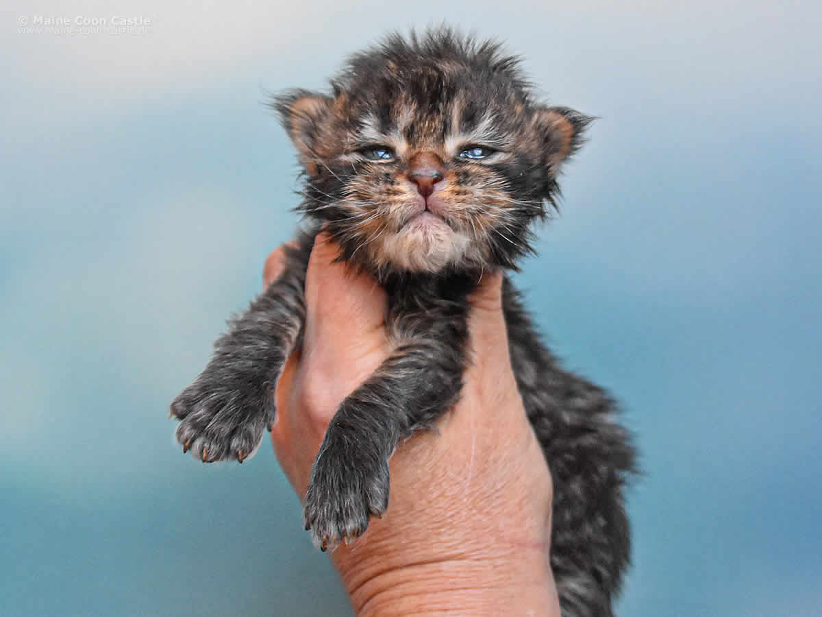 Noel 2 Wochen alt,349g Maine Coon Kitten Noel 2 Wochen alt
