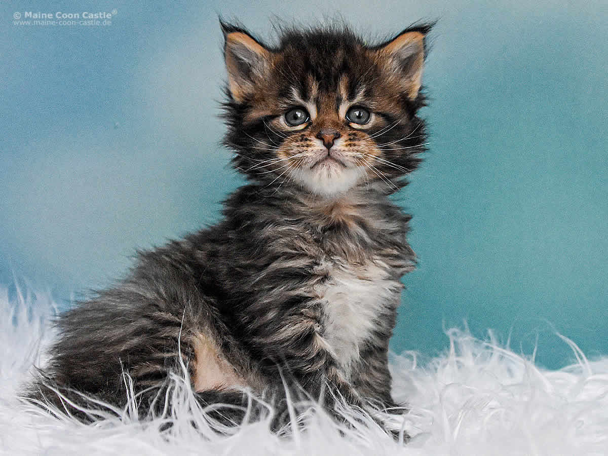 Noel 4 Wochen alt, 653g Maine Coon Kitten Noel 4 Wochen alt