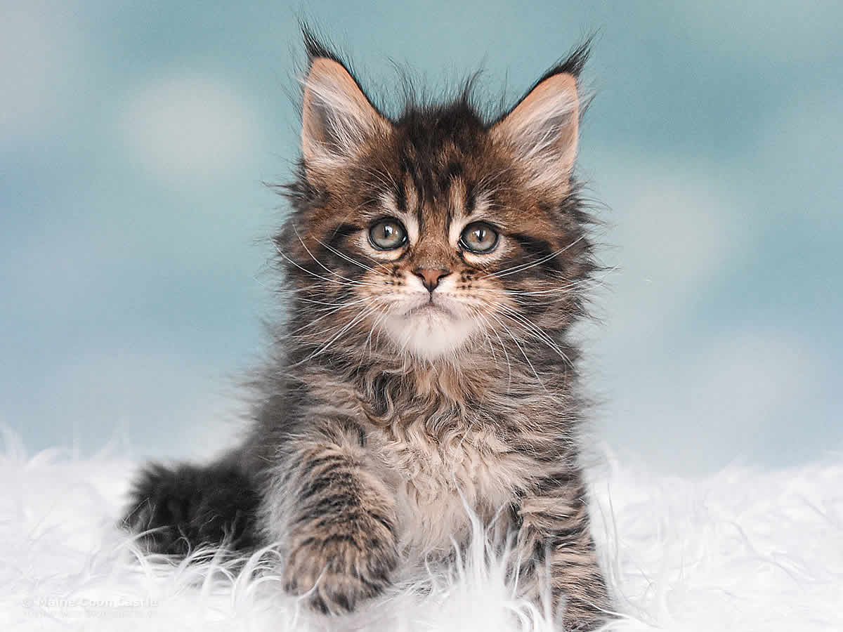 Noel 6 Wochen alt, 798g Maine Coon Kitten Noel 6 Wochen alt