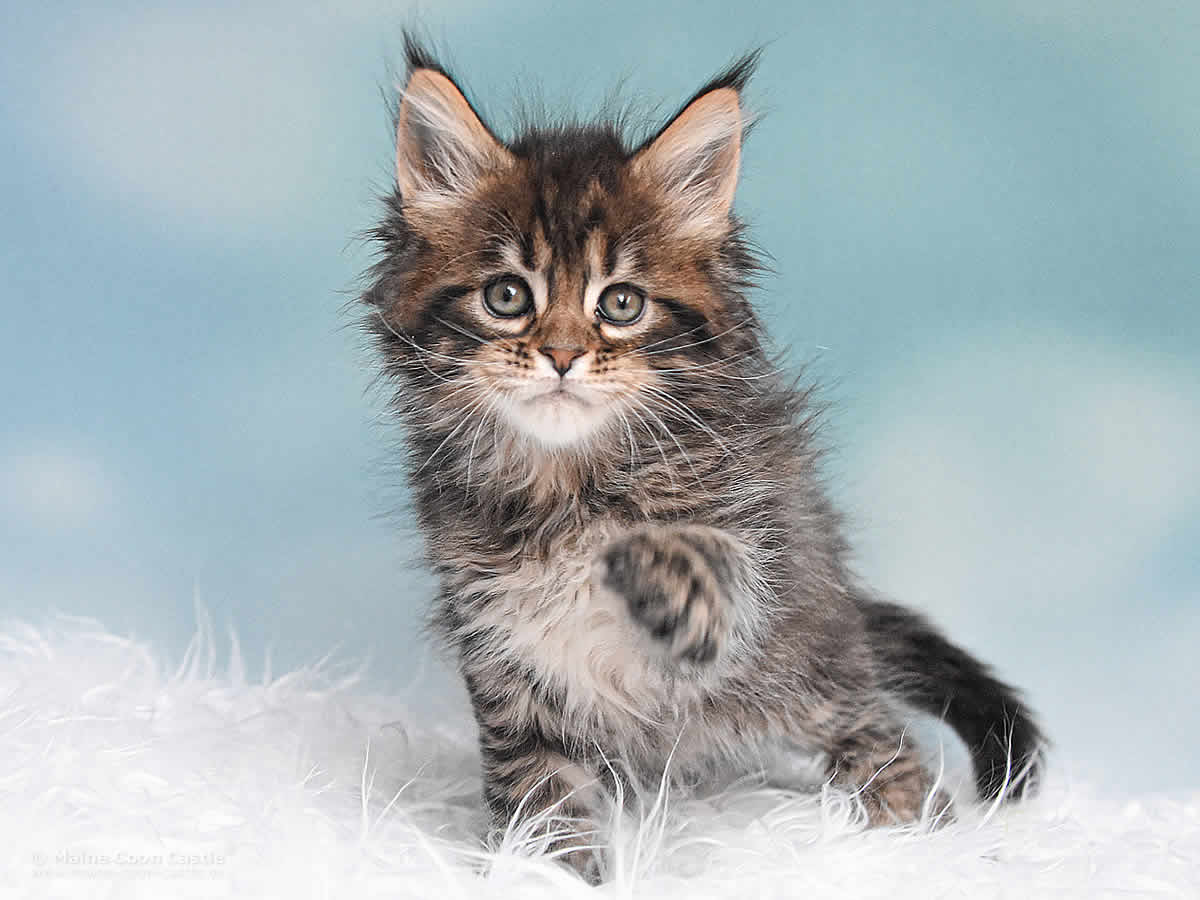 Noel 6 Wochen alt, 798g Maine Coon Kitten Noel 6 Wochen alt