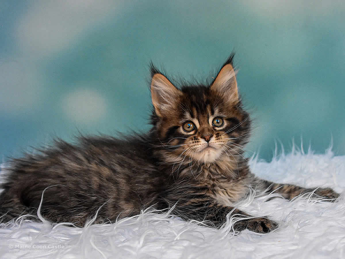 Noel 7 Wochen alt, 1085g Maine Coon Kitten Noel 7 Wochen alt 2