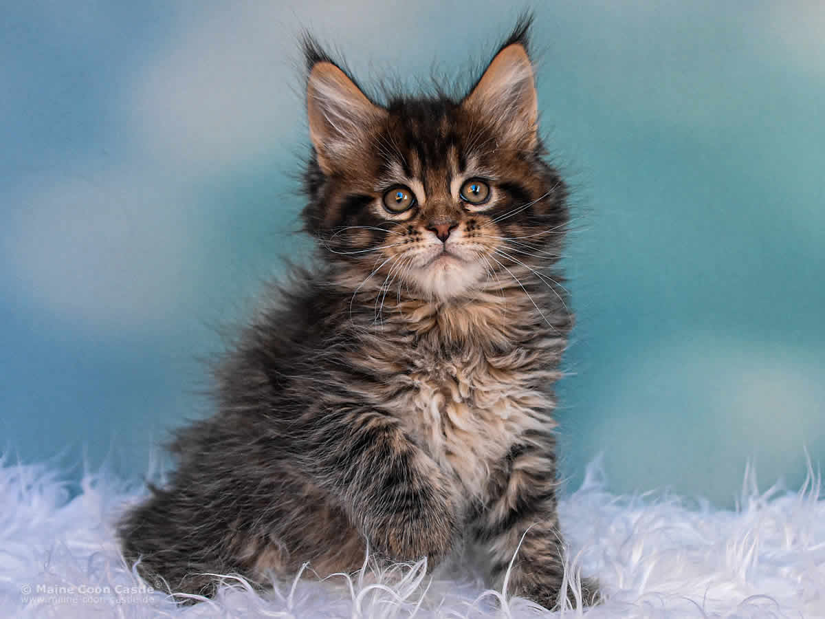 Noel 7 Wochen alt, 1085g Maine Coon Kitten Noel 7 Wochen alt