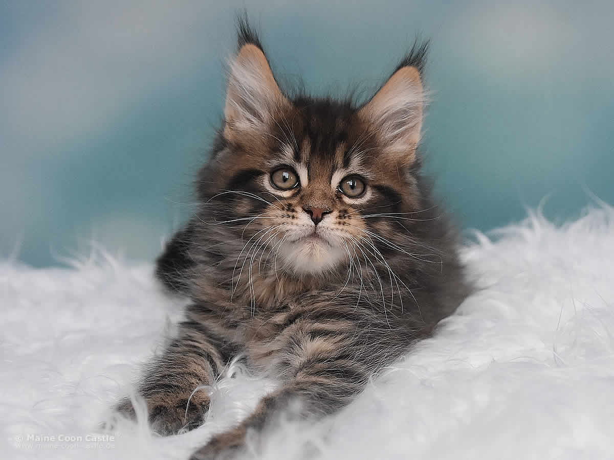 Noel 8 Wochen alt, 1340g Maine Coon Kitten Noel 8 Wochen alt