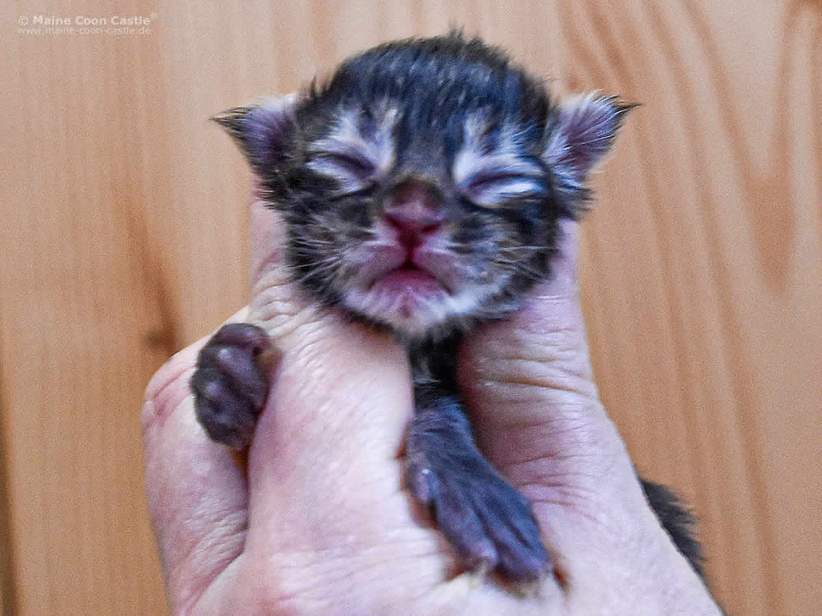 Noel of Maine Coon Castle 1 Tag alt Noel of Maine Coon Castle 1 Tag alt